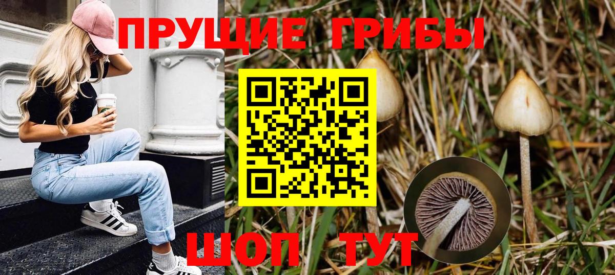 Канаш  Псилоцибиновые грибы Cubensis  Вход с VPN 